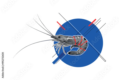 A monochrome realistic shrimp viewed from above with antennae extended diagonally, large cobalt blue circle grounding the composition, thin diagonal lines and