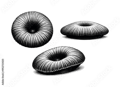 Coral reef mushroom coral, rounded mushroom coral with central depression shown from top view, side profile, and angled view emphasizing curvature and depth.