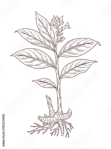 Turmeric plant vector illustration showing green leaves flower and edible root