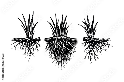 Seagrass meadow root and rhizome section. A realistic seagrass meadow root and rhizome structure is presented as a single object shown in three views