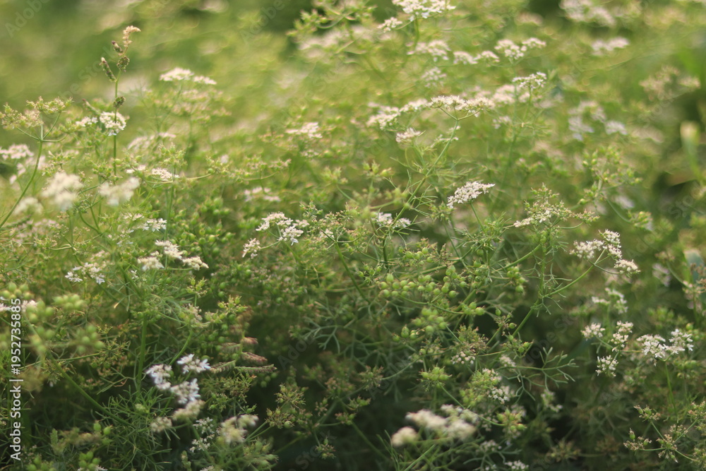 Fototapeta premium fresh coriander plants with delicate white flowers and green developing seeds in a sunny agricultural field, symbolizing natural growth and organic harvest.