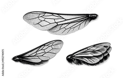 Western honey bee wing detail A realistic western honey bee wing shown as a single object in three views: fully extended top view, side angled view, and folded