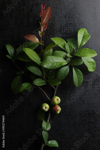 Pianta isolata su fondo nero, particolare delle foglie e dei frutti