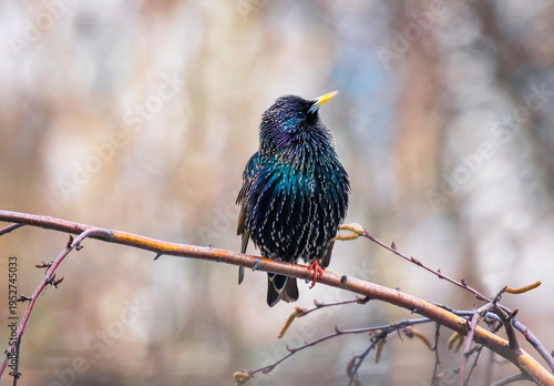 beautiful male bird of colorful starling sits on the branches of birch tree i...