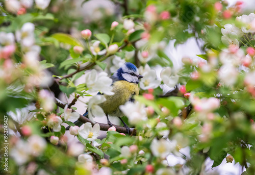 blue tit bird sitting among pink apple tree blossoms in spring garden