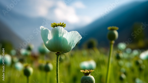 AI generator images of  opium poppy (scientific name: Papaver somniferum) is a plant with both benefits and drawbacks. In medicine, it is used to produce painkillers, but excessive use can lead 