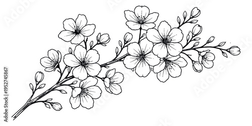 Hand drawn line art illustration of a cherry blossom branch depicting delicate blooming flowers and buds for spring designs