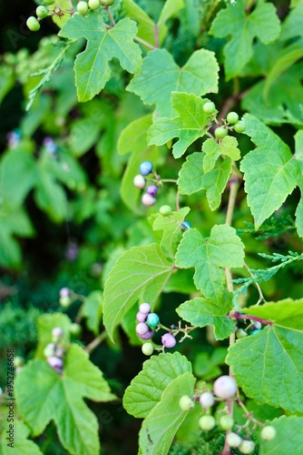 porcelain berry