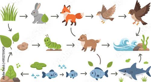 Food Chain Diagram with Animals Plants and Marine Life Showing Ecosystem Energy Flow from Producers to Predators Vector Illustration Design.