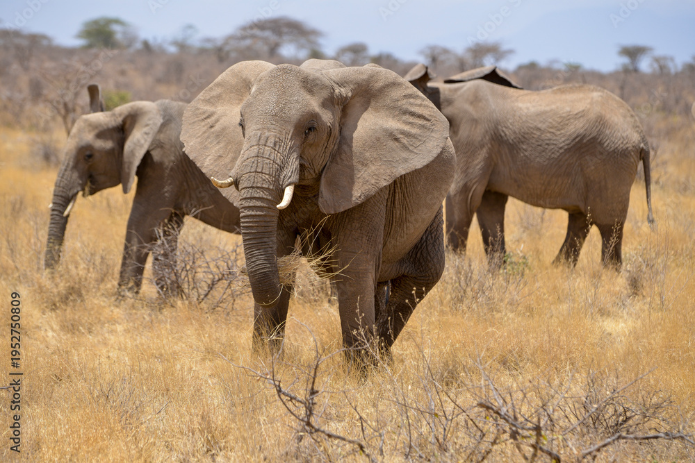 Fototapeta premium Eléphant d'Afrique
