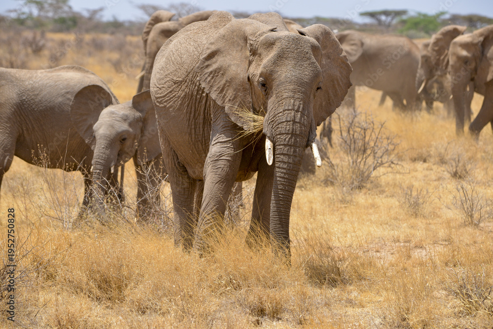 Fototapeta premium Eléphant d'Afrique