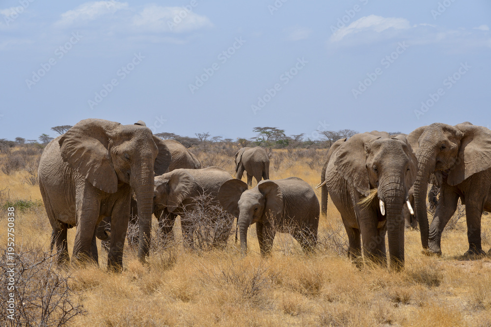 Obraz premium Eléphant d'Afrique