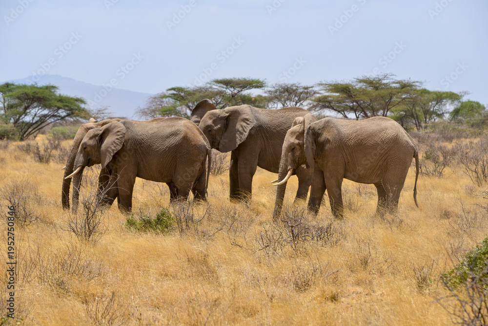 Fototapeta premium Eléphant d'Afrique
