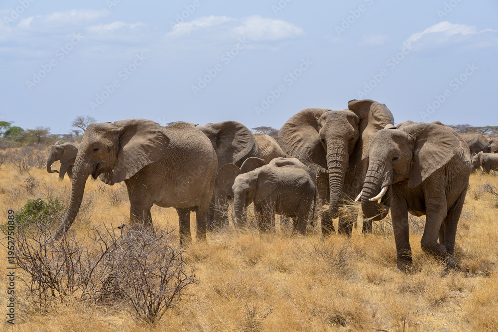 Obraz premium Eléphant d'Afrique