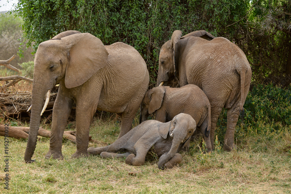 Fototapeta premium Eléphant d'Afrique
