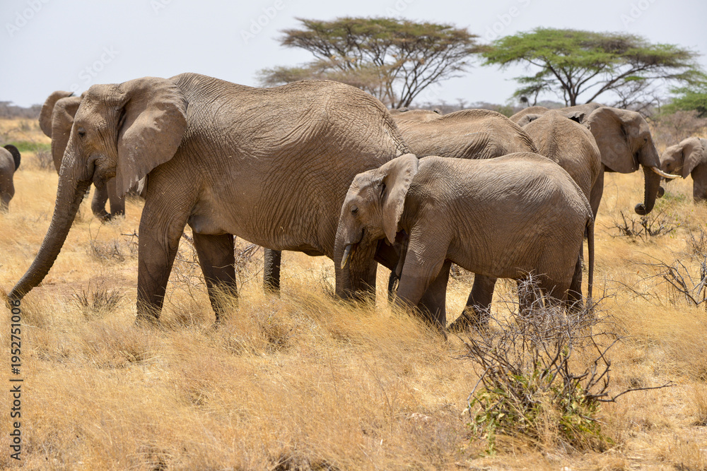 Fototapeta premium Eléphant d'Afrique