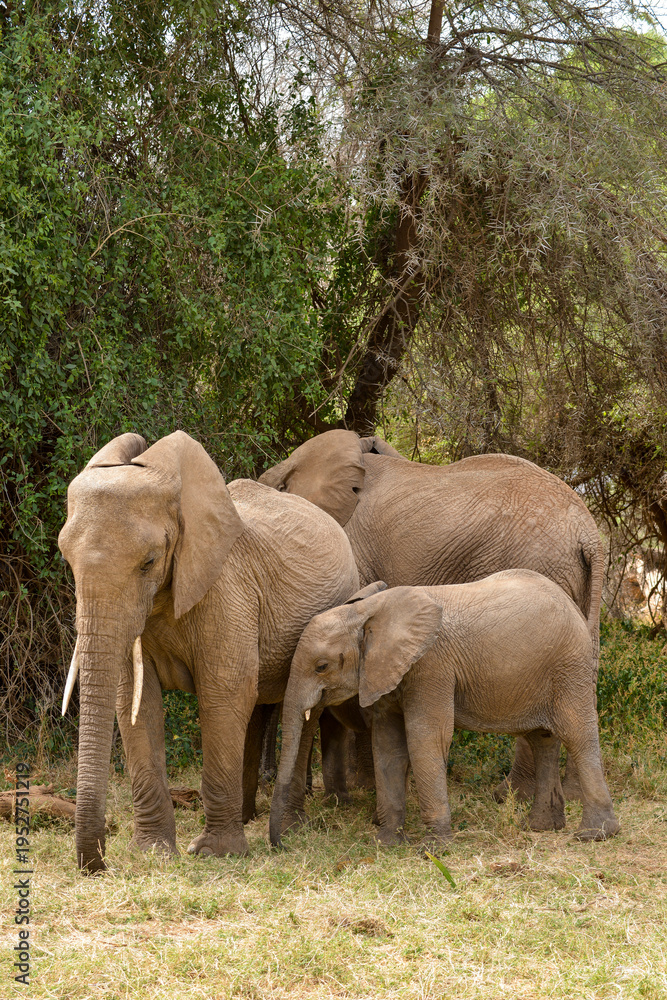 Fototapeta premium Eléphant d'Afrique