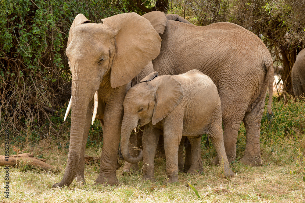 Fototapeta premium Eléphant d'Afrique