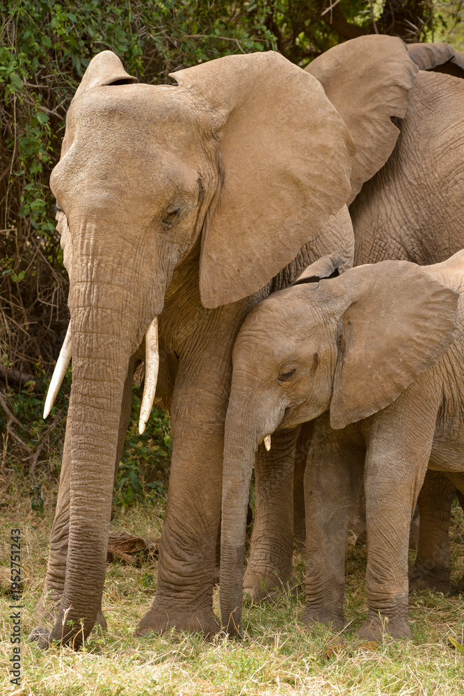 Obraz premium Eléphant d'Afrique