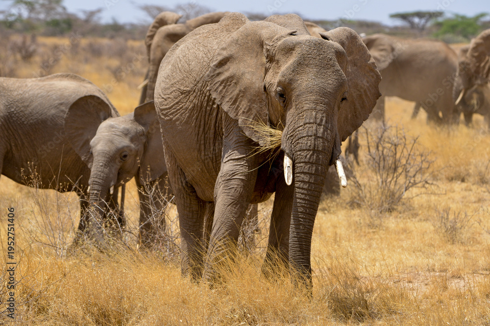 Fototapeta premium Eléphant d'Afrique