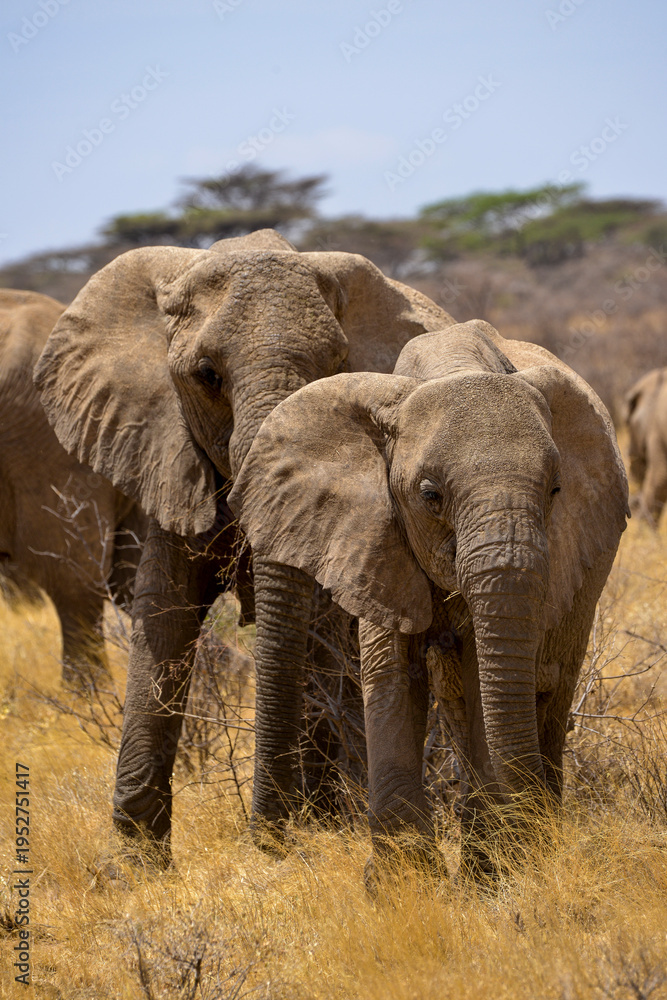 Obraz premium Eléphant d'Afrique
