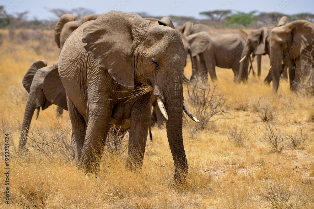 Fototapeta premium Eléphant d'Afrique