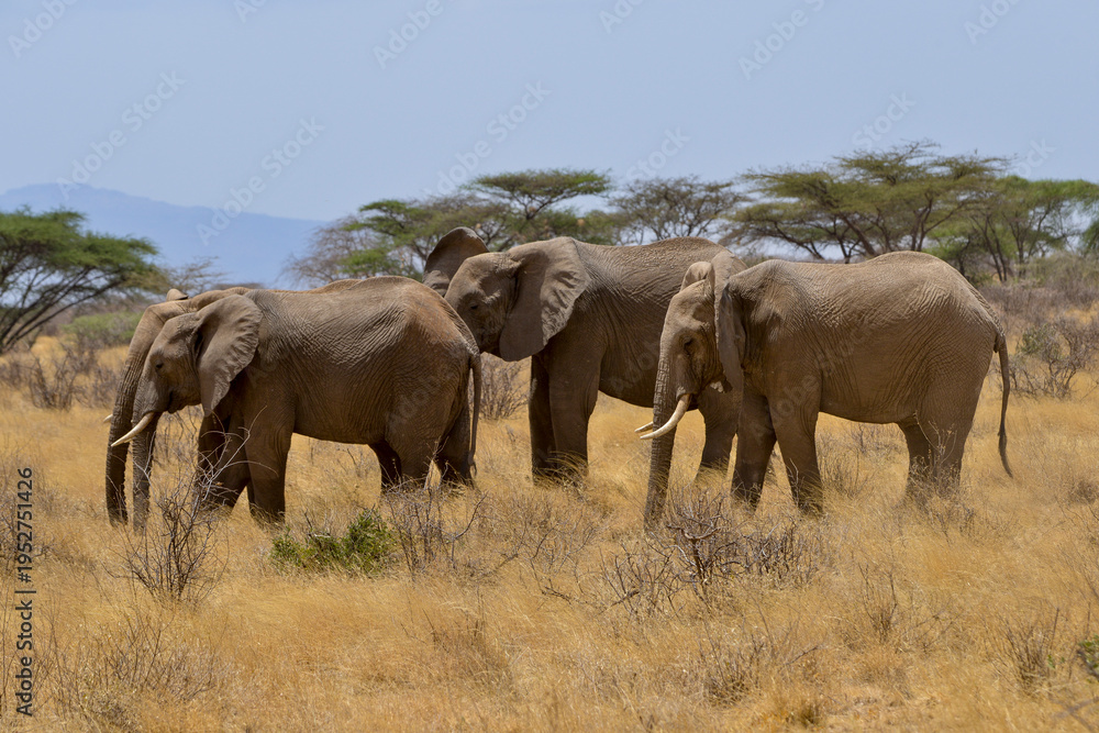 Fototapeta premium Eléphant d'Afrique