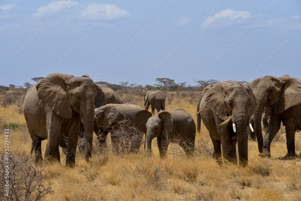 Fototapeta premium Eléphant d'Afrique