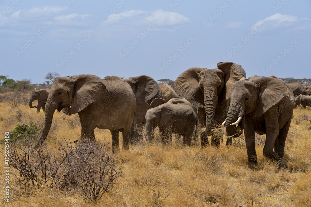 Obraz premium Eléphant d'Afrique