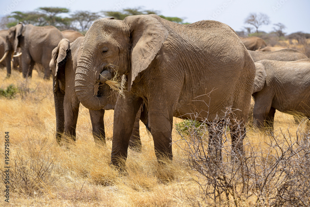 Fototapeta premium Eléphant d'Afrique