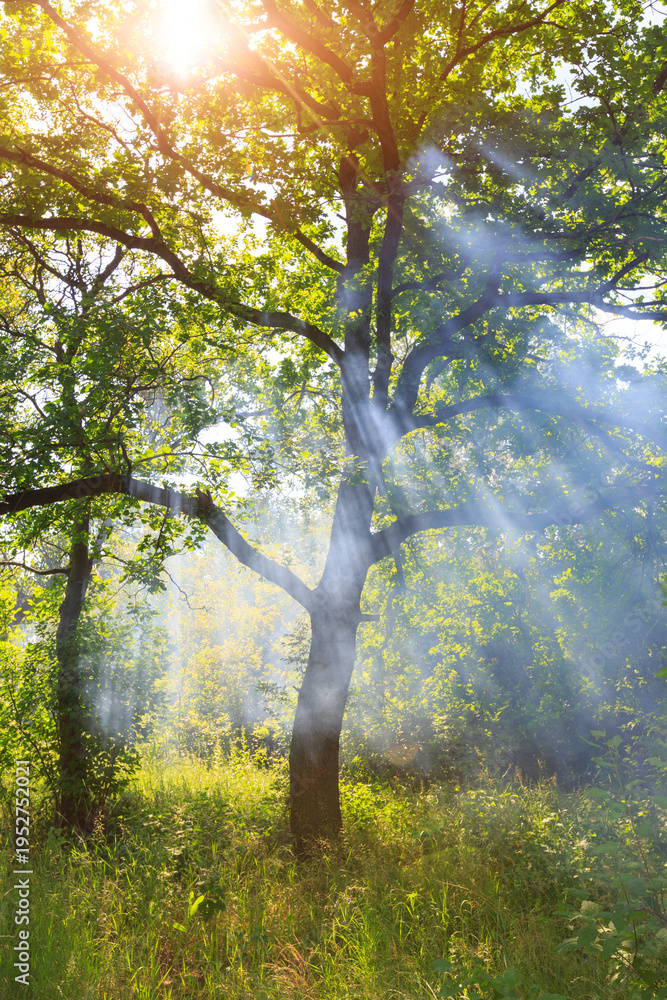 Fototapeta premium Sunbeams pierce through misty forest canopy illuminating lush green foliage and grass