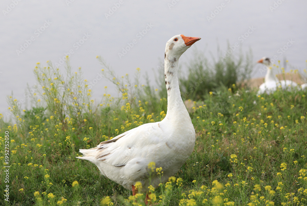 Obraz premium A majestic white goose stands tall amidst a field of vibrant yellow wildflowers by the water