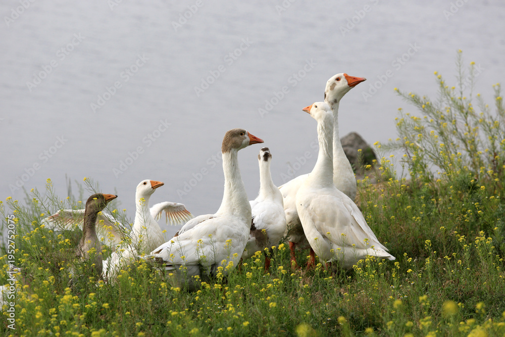 Obraz premium A flock of white geese gathers near a body of water amidst blooming yellow wildflowers