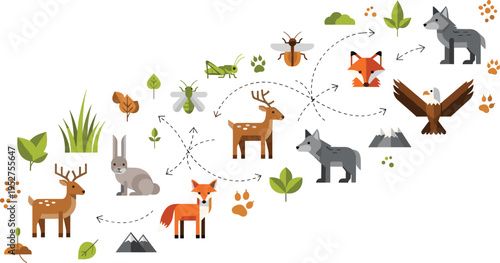 Forest Food Chain Diagram with Wild Animals Plants and Arrows Showing Ecosystem Relationships and Energy Flow in Nature Vector Illustration.