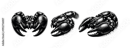 Emperor scorpion head and pedipalps A realistic emperor scorpion head and pedipalp structure represented as one object in three views: frontal view, side
