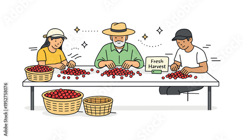 Coffee Cherries Sorting Process. Workers calmly sorting harvested organic coffee cherries on a simple table, baskets and small label card ?Fresh Harvest?