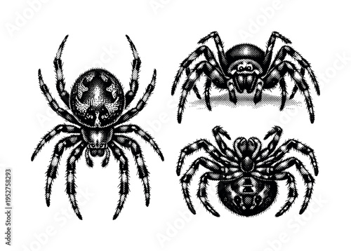 Orb weaver spider full body. A realistic orb weaver spider with rounded abdomen, long articulated legs, and compact cephalothorax is shown as a single object
