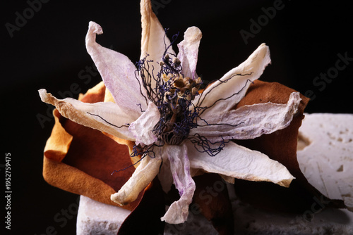 Fiori ormai appassiti di passiflora, isolati in primo piano, composizione su fondo nero