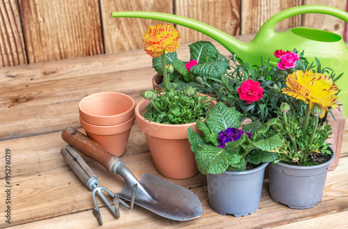 colorful potting flowers in terracotta pots with gardening equipment on woode...