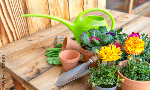 colorful potting flowers in terracotta pots with gardening equipment on woode...