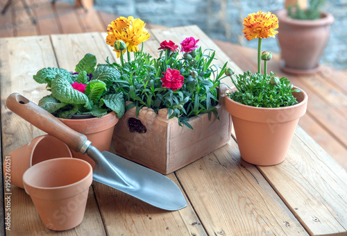 colorful potting flowers in terracotta pots with gardening equipment on woode...