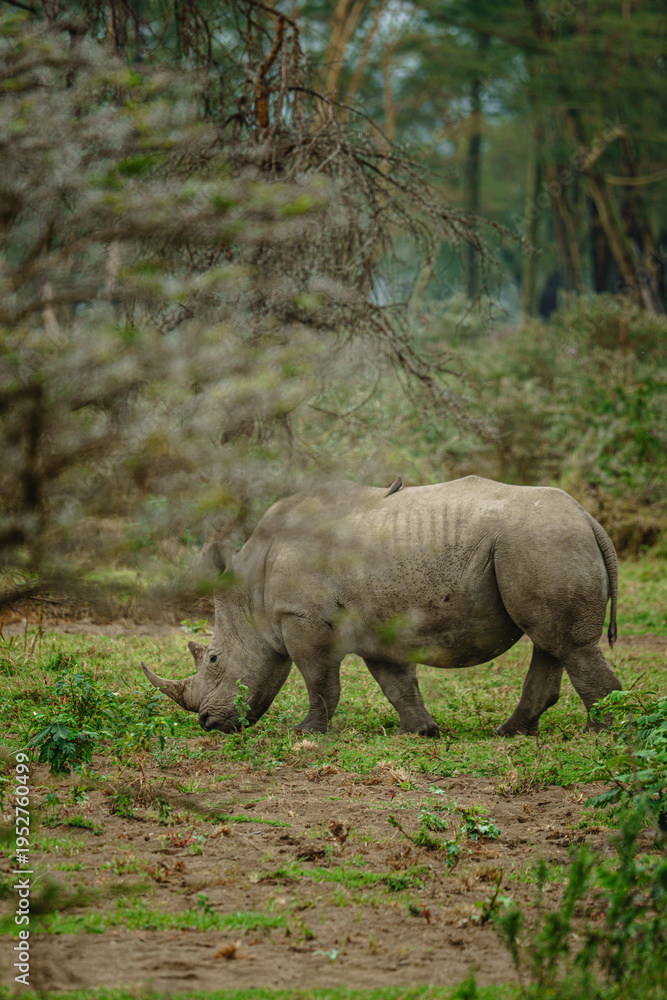 Fototapeta premium Southern White Rhinoceros Walking in Natural Habitat