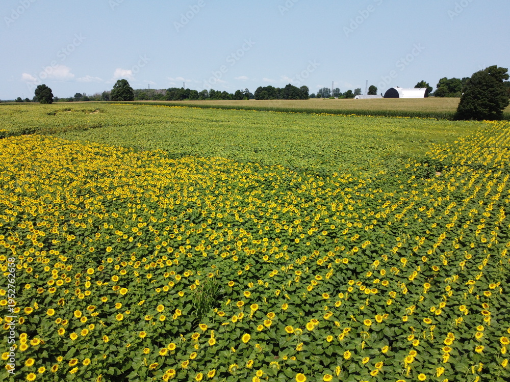 Fototapeta premium Sunflower field, aerial view
