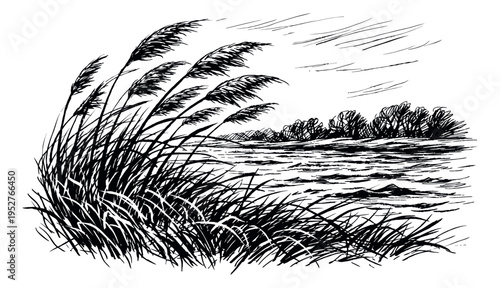 Hand drawn line art illustration of marsh reeds depicting a windy landscape for nature backgrounds