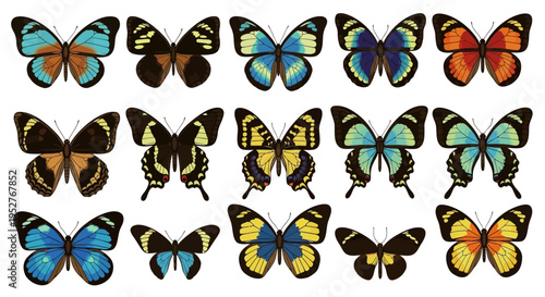 Collection of Diverse Butterfly Species Displayed Top View