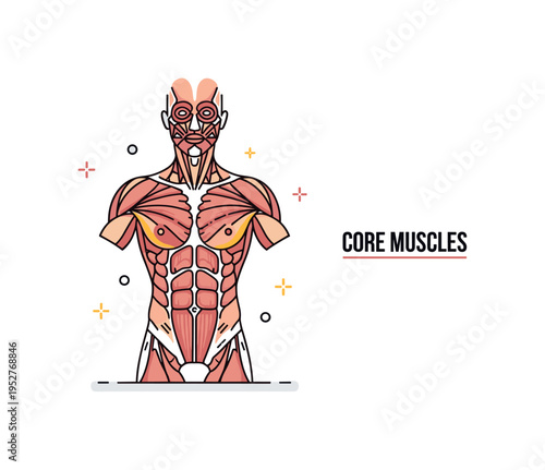 Muscle structure human torso concept with a minimal front facing silhouette highlighting major muscle groups in contrasting tones, symbolizing physical health