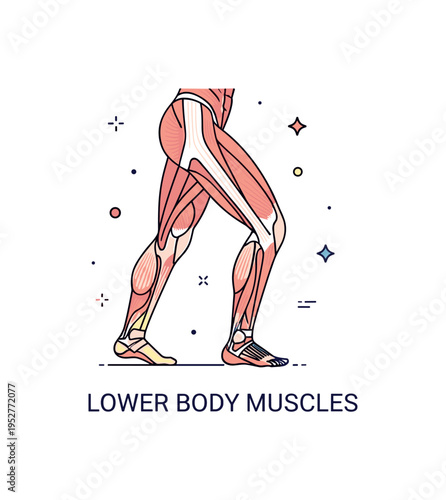 Muscle structure educational badge with a simplified leg silhouette revealing cleanly separated muscle areas, expressing movement and anatomical study. The