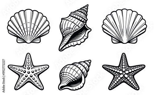 Hand drawn line art marine life set featuring different types of seashells and starfish for summer and ocean themes