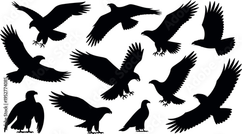 Collection of eagle silhouettes isolated on white background, flying and perched birds of prey for wildlife, freedom, and nature design use