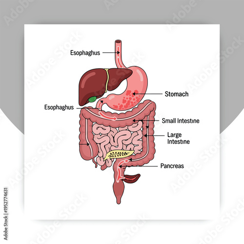 Isolated Human Digestive System Anatomy Diagram with Labeled Organs – Stomach, Intestines, Liver, Pancreas Medical Illustration